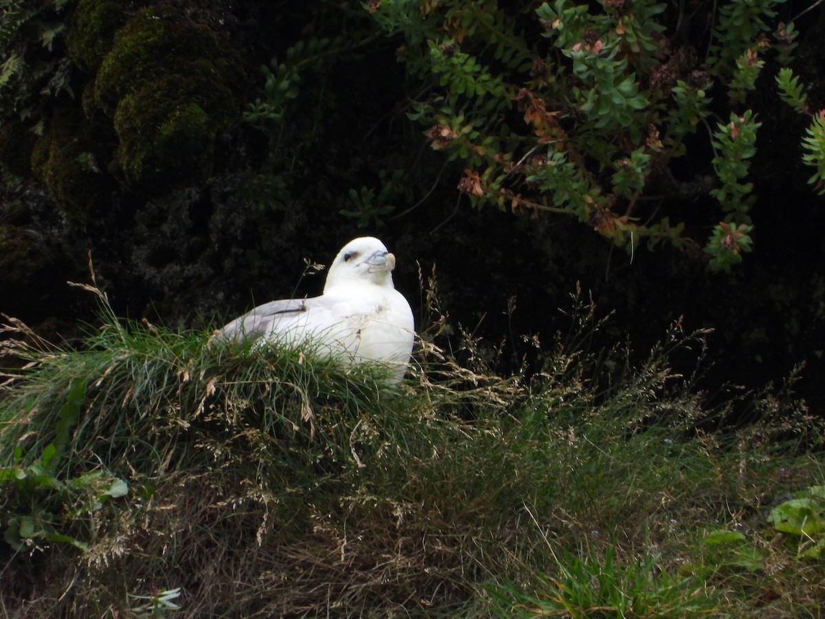 Fulmar boréal - ML622782763