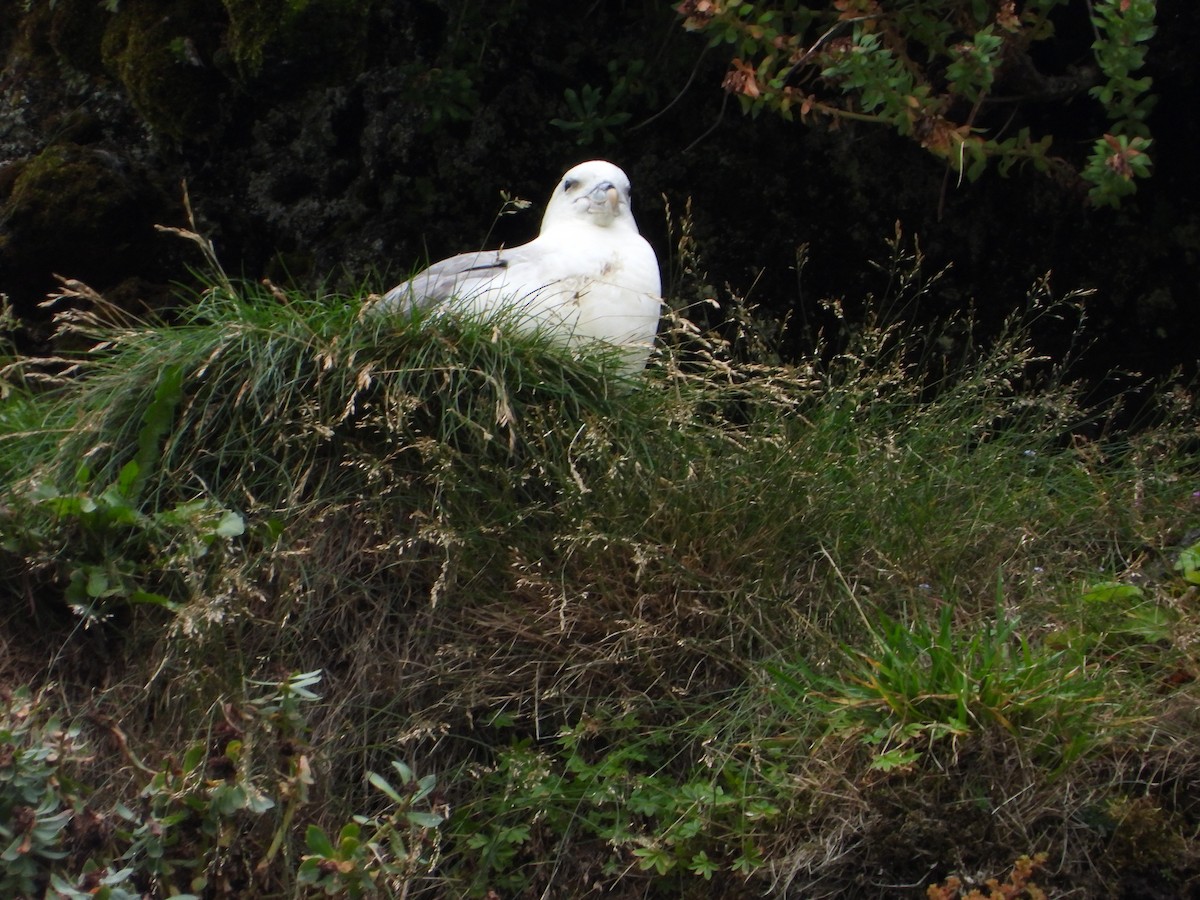 Fulmar boréal - ML622782764