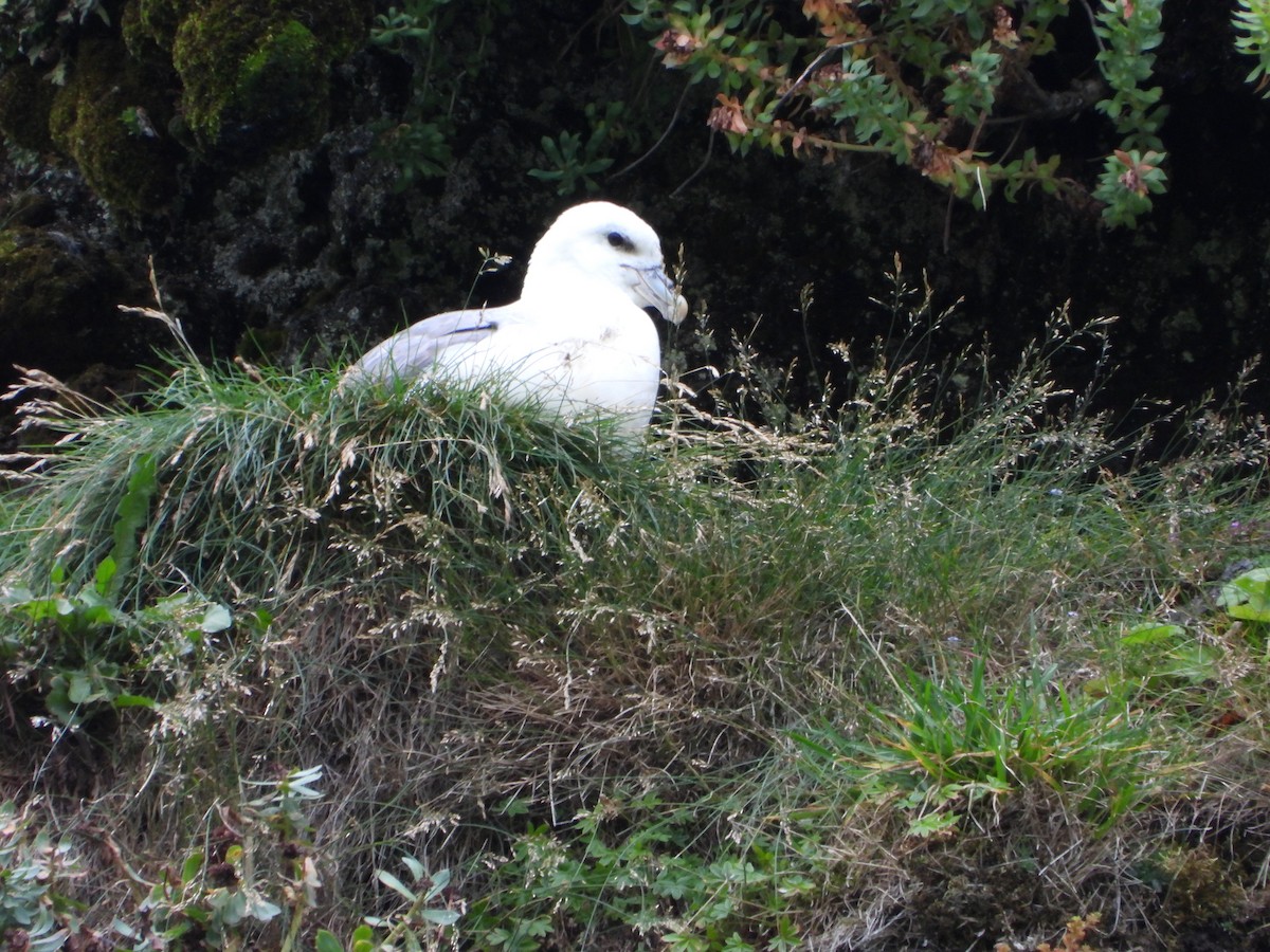 Northern Fulmar - ML622782765