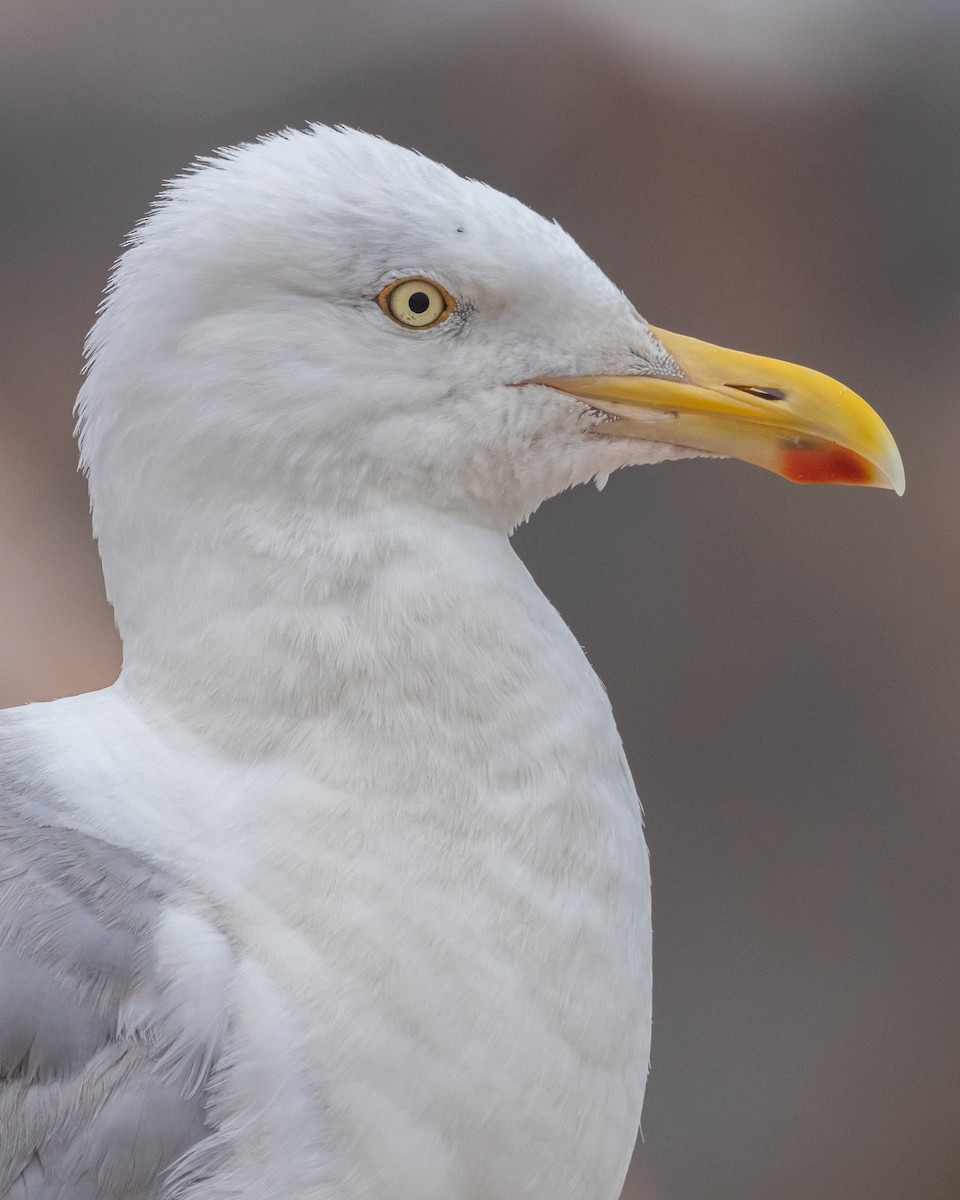 Herring Gull (American) - Edward  Muennich