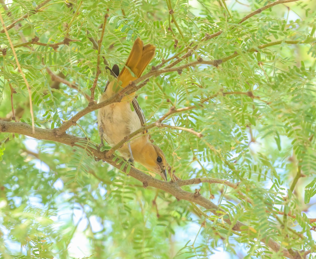 Bullock's Oriole - Jill Casperson