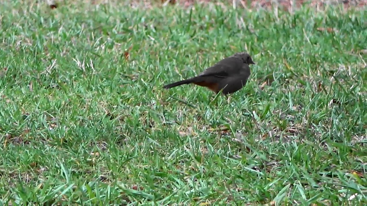 California Towhee - Bruce Schine