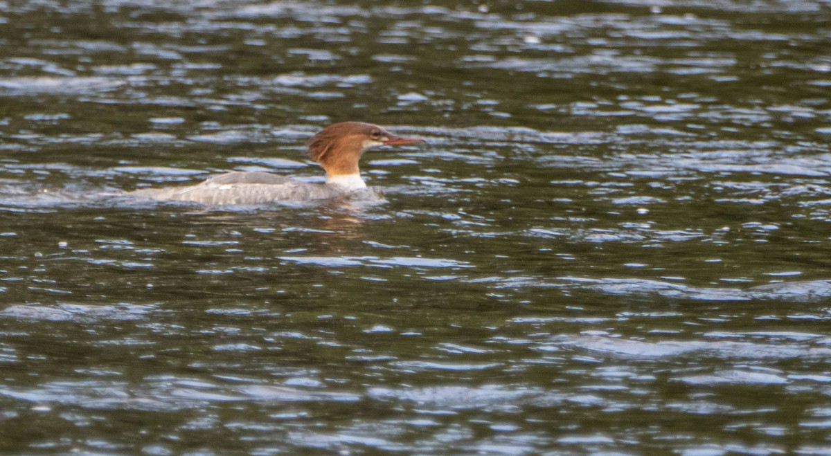 Common Merganser - Matt M.