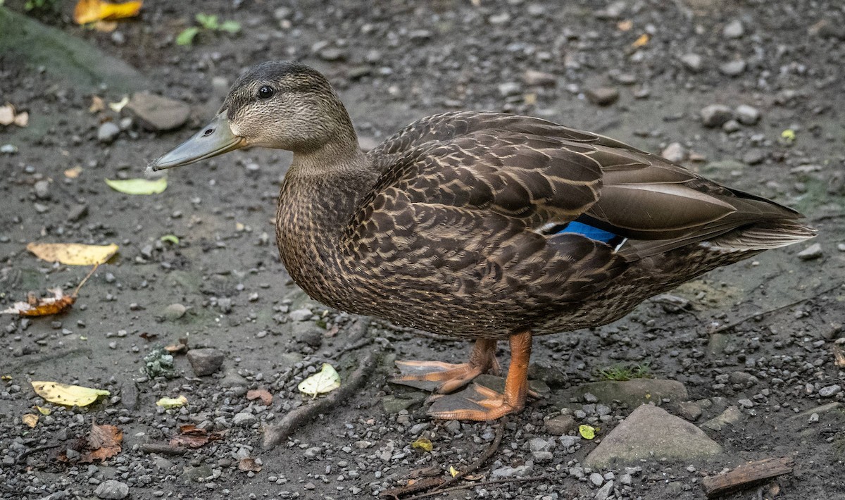 Mallard - Matt M.