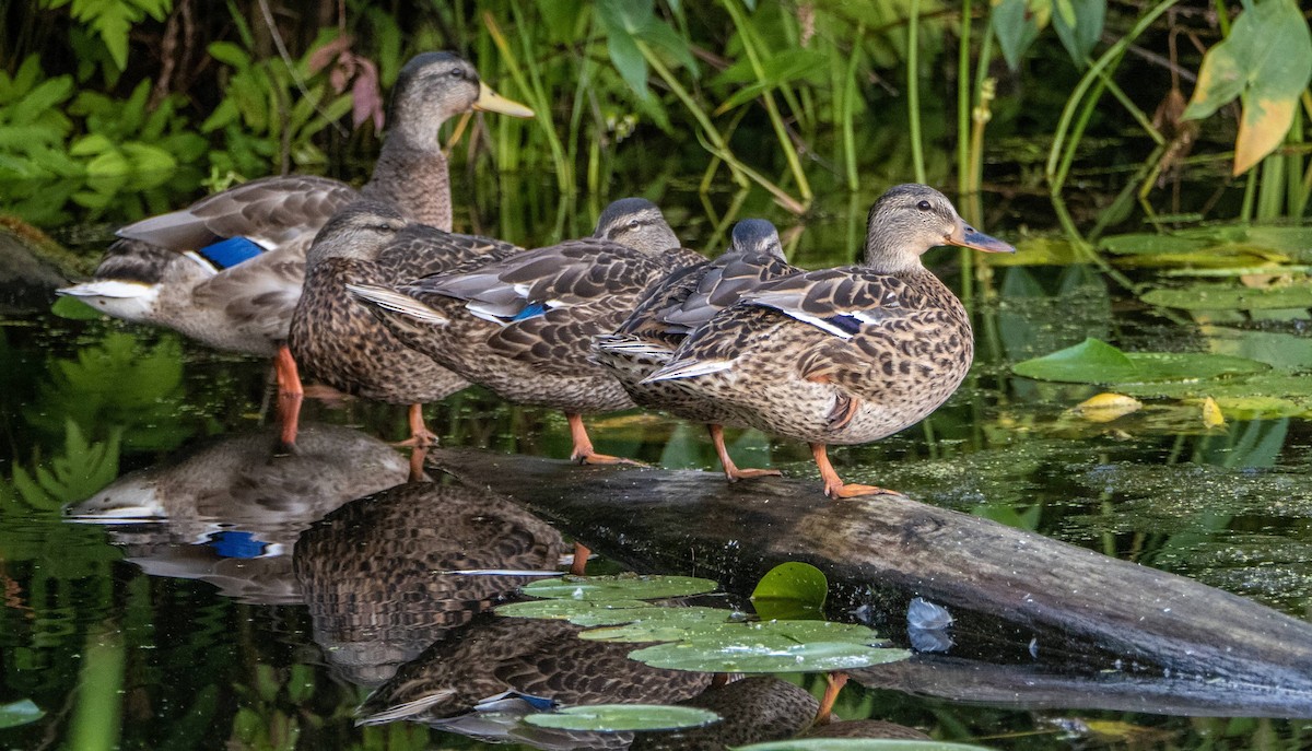 Mallard - Matt M.