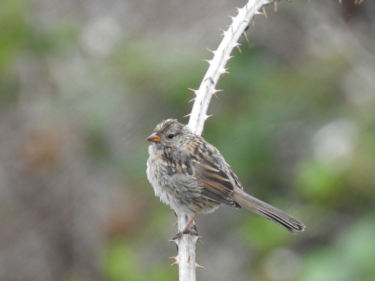 White-crowned Sparrow - ML622782944