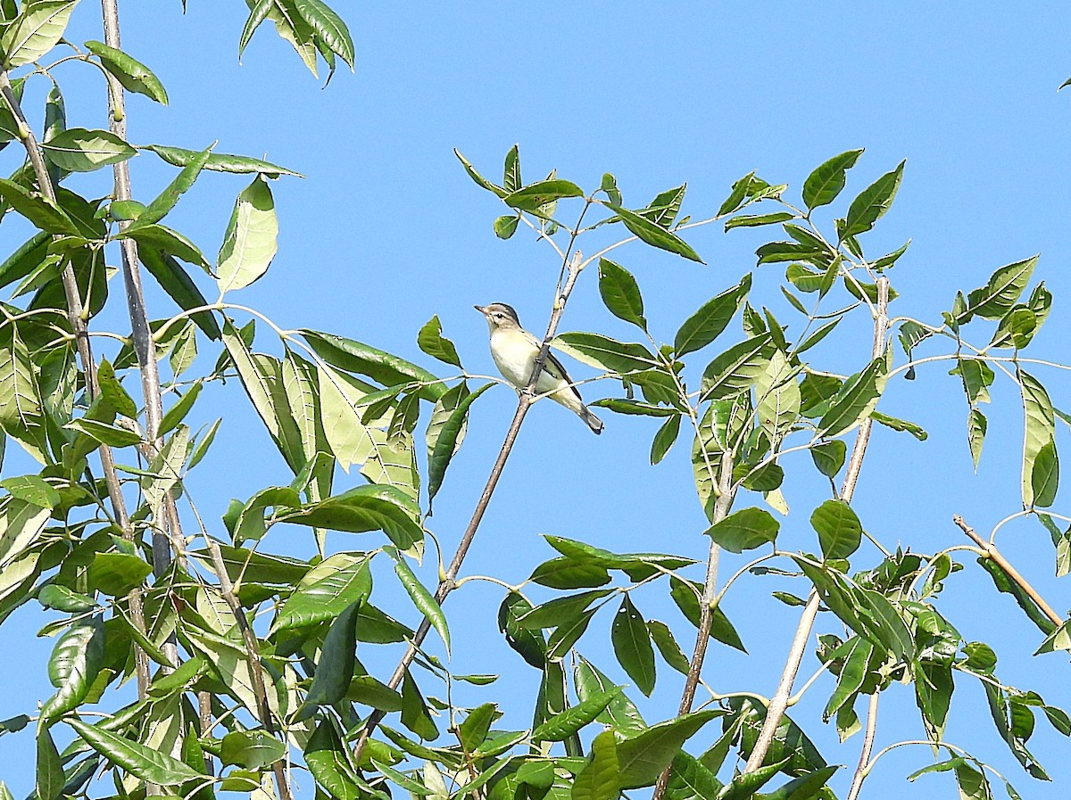 Warbling Vireo - ML622782950