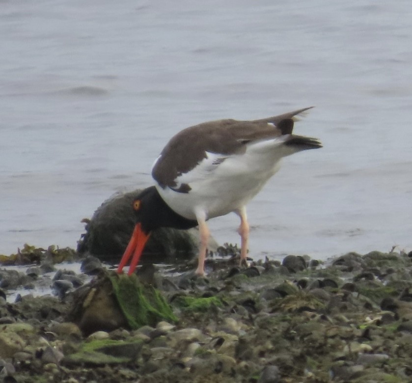 American Oystercatcher - ML622782985