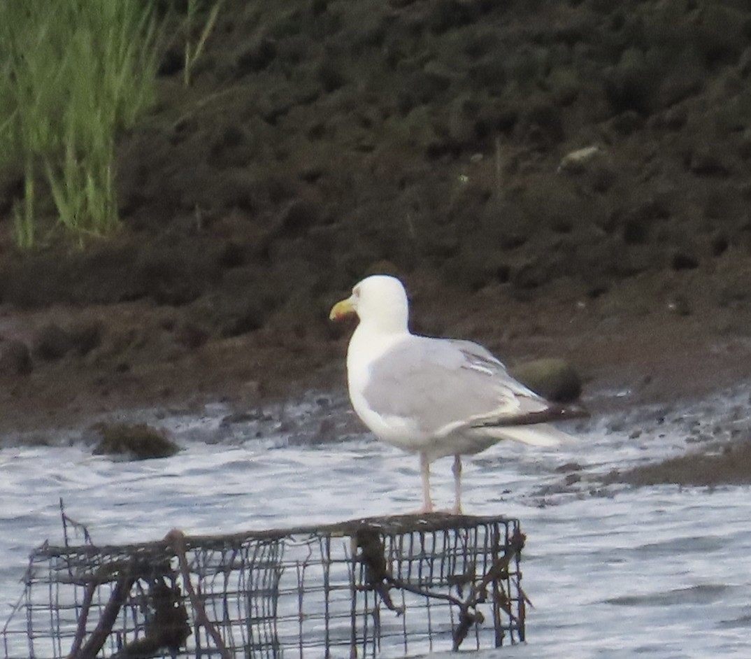 Herring Gull (American) - ML622782990