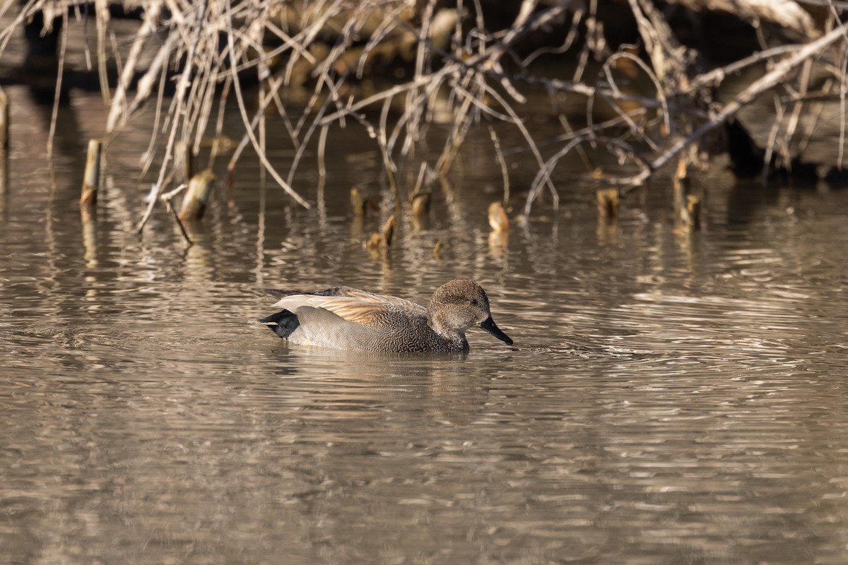 Gadwall - Nancy Davis