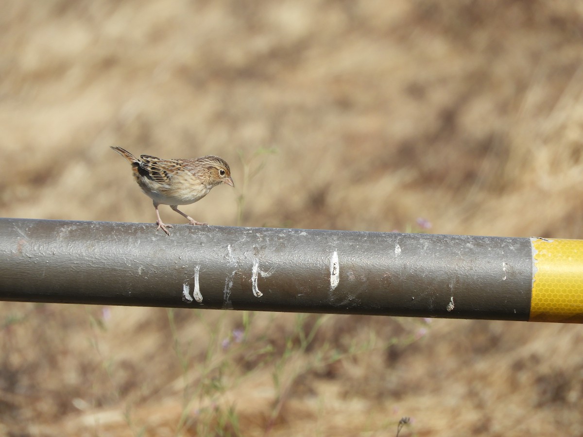 Grasshopper Sparrow - ML622783023