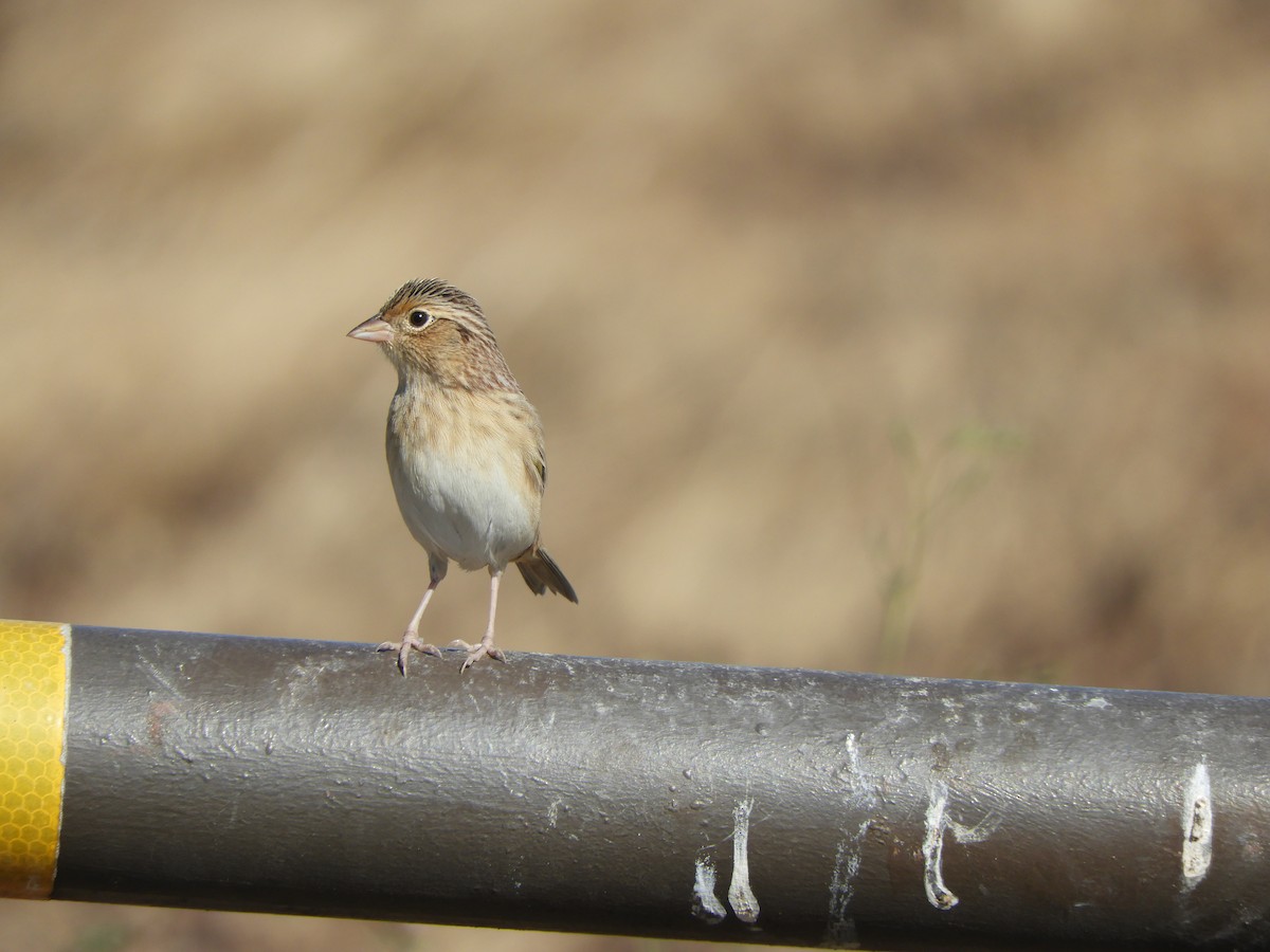 Grasshopper Sparrow - ML622783029