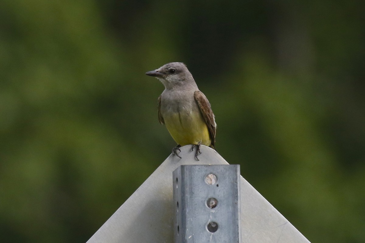 Western Kingbird - ML622783032