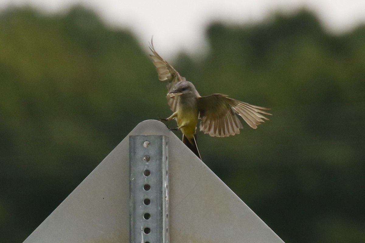 Western Kingbird - ML622783033