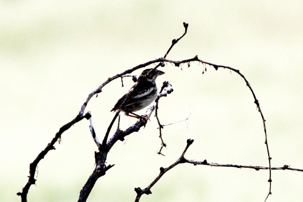 Lark Bunting - Guy David