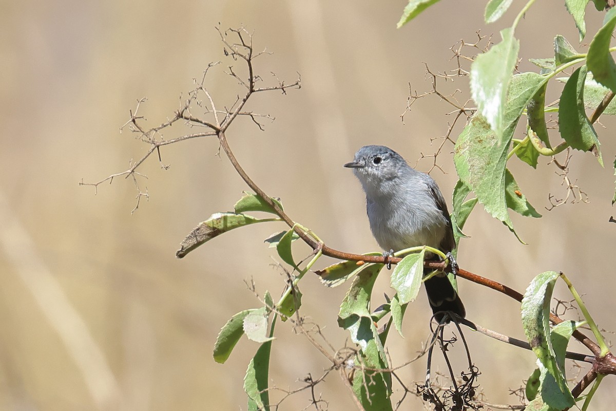 California Gnatcatcher - Tom Fangrow