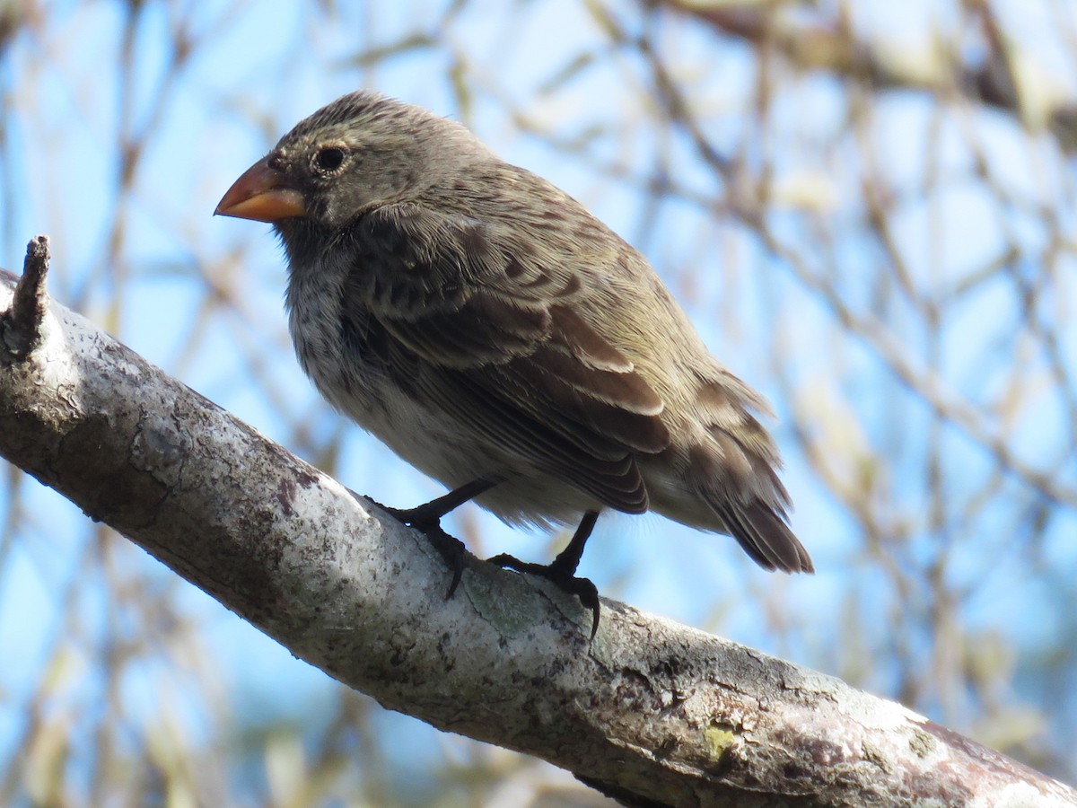 Medium Ground-Finch - ML622783141