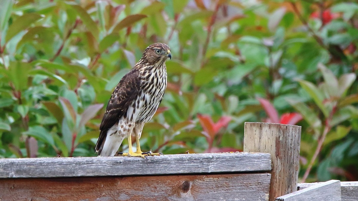 Cooper's Hawk - ML622783154