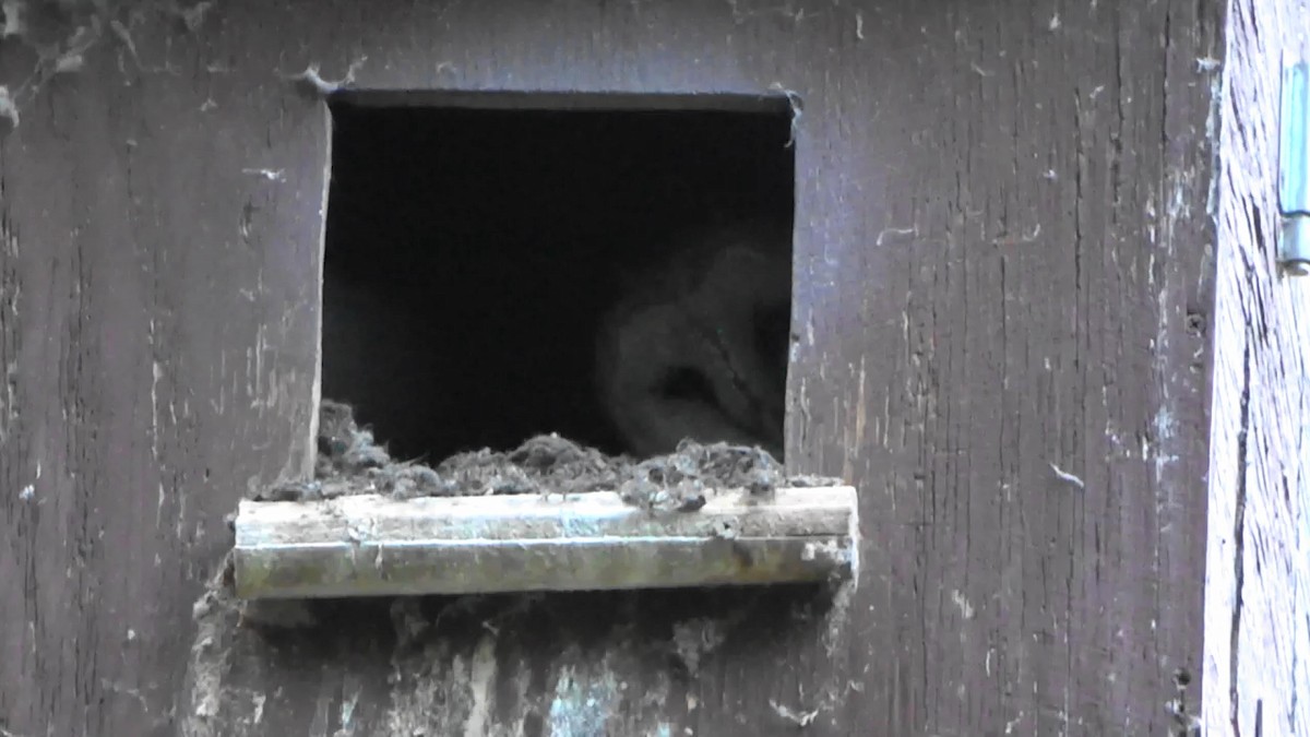 Barn Owl - Bruce Schine