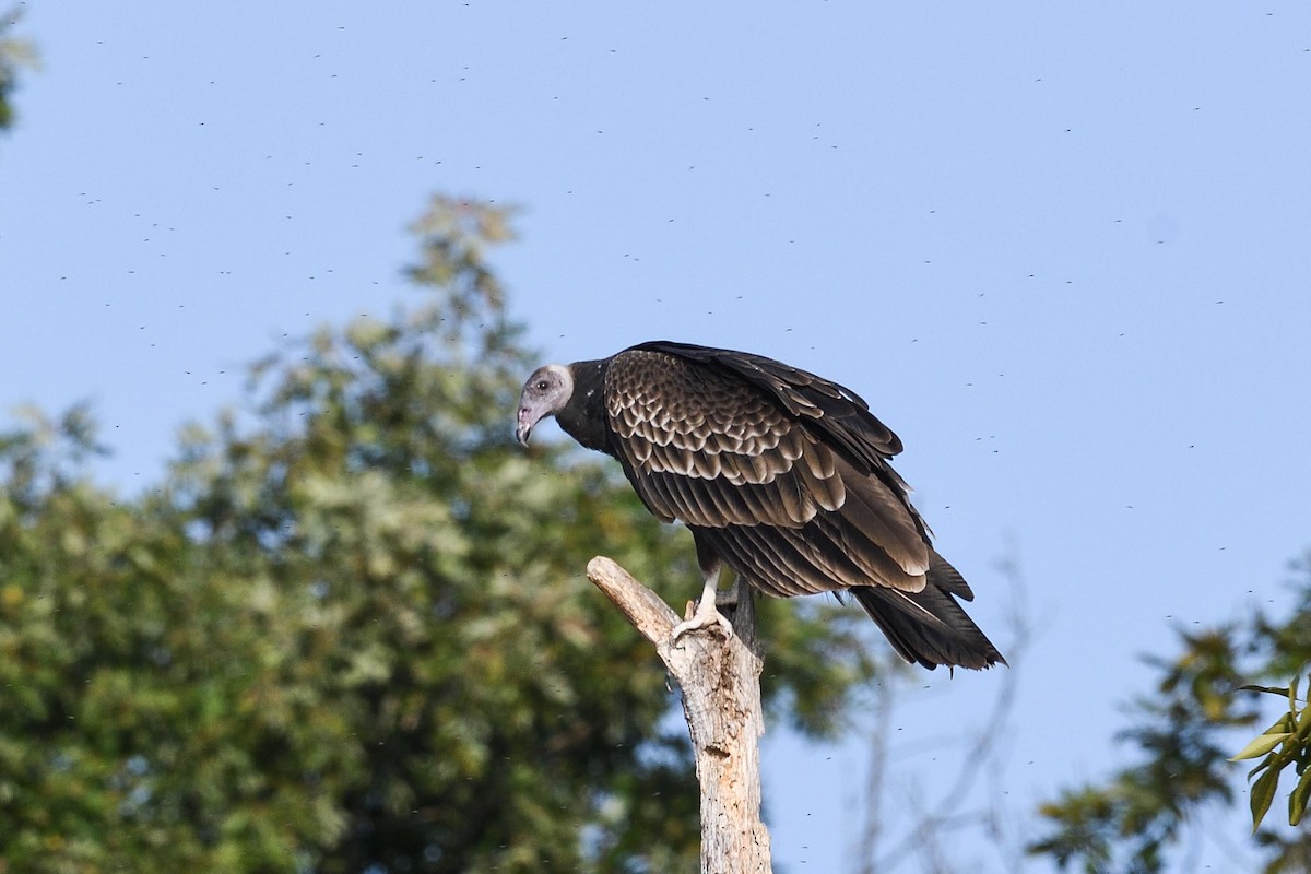 Turkey Vulture - Beth and Dan Fedorko
