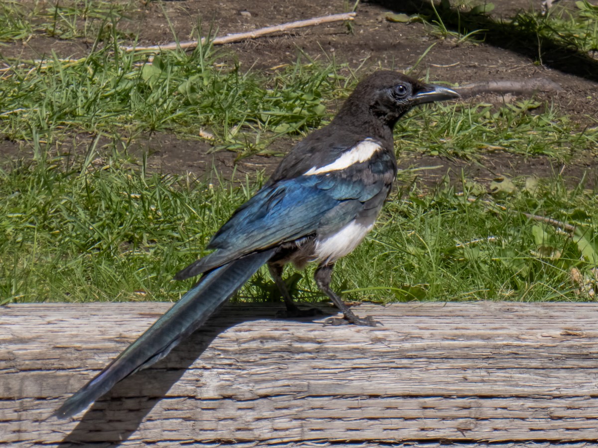 Black-billed Magpie - ML622783264