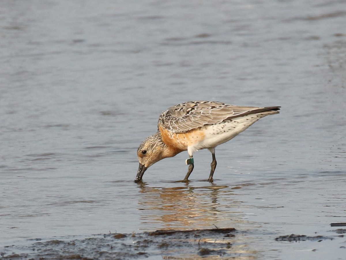 Red Knot - ML622783290