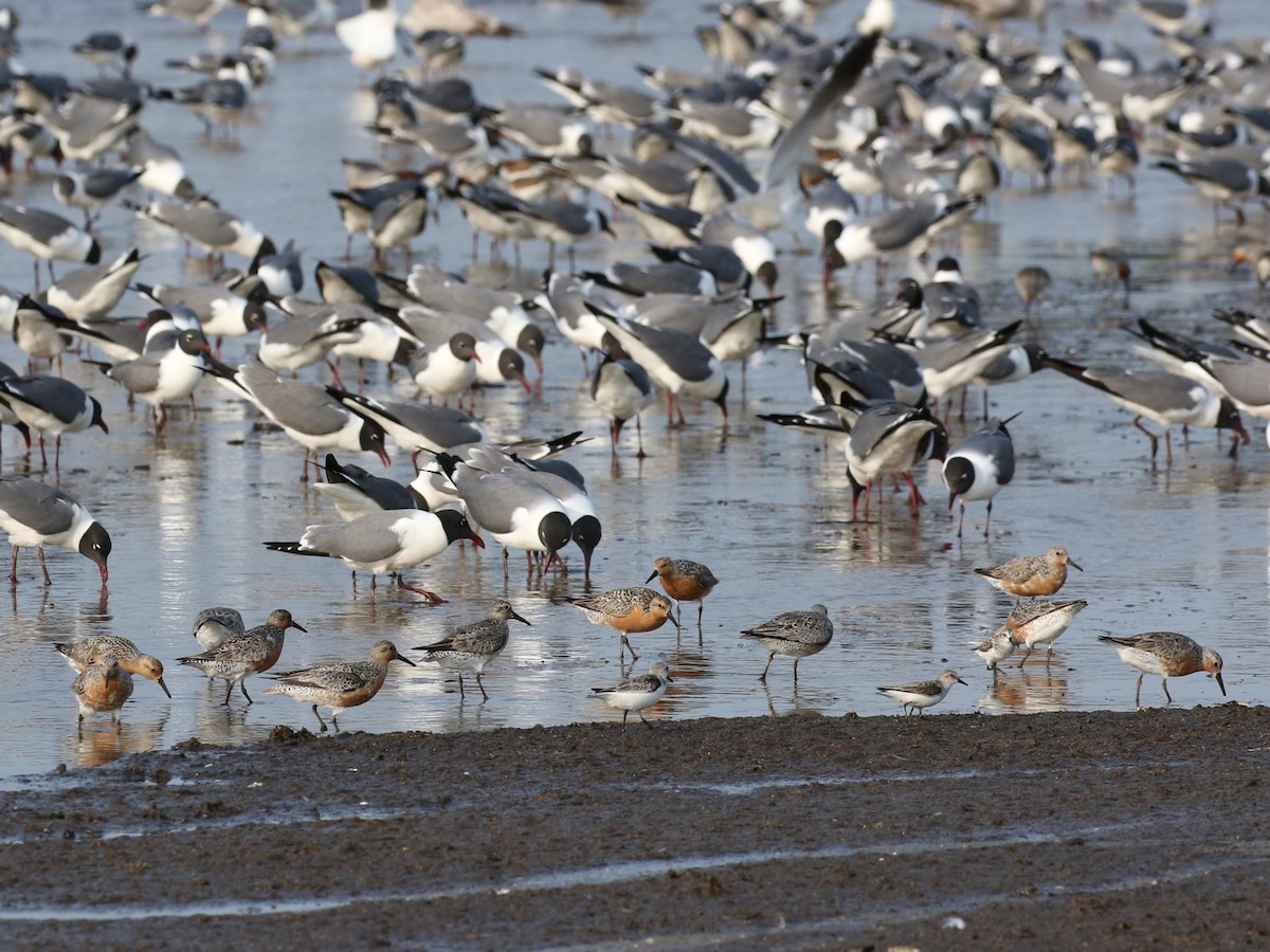 Red Knot - ML622783291