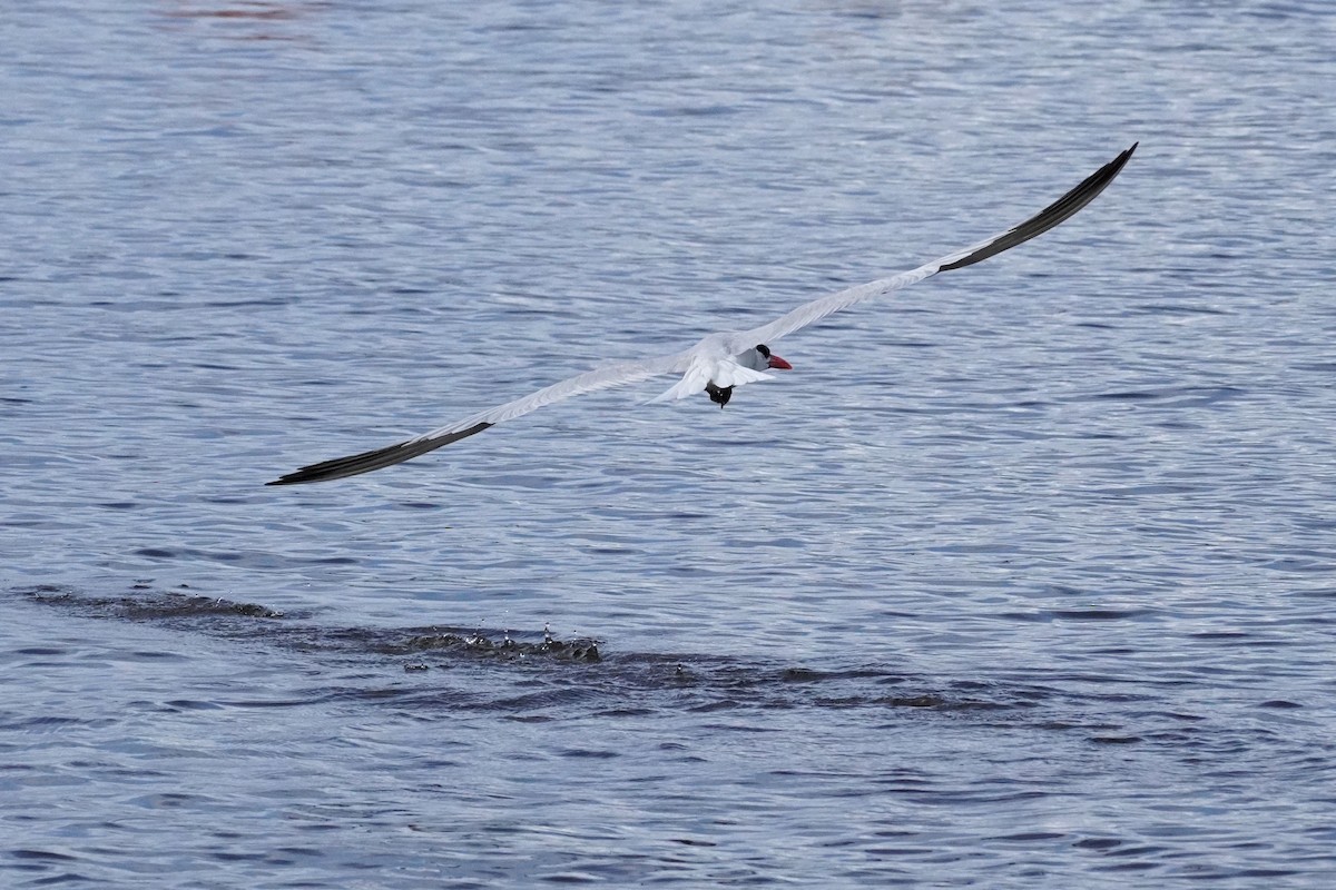 Caspian Tern - ML622783295