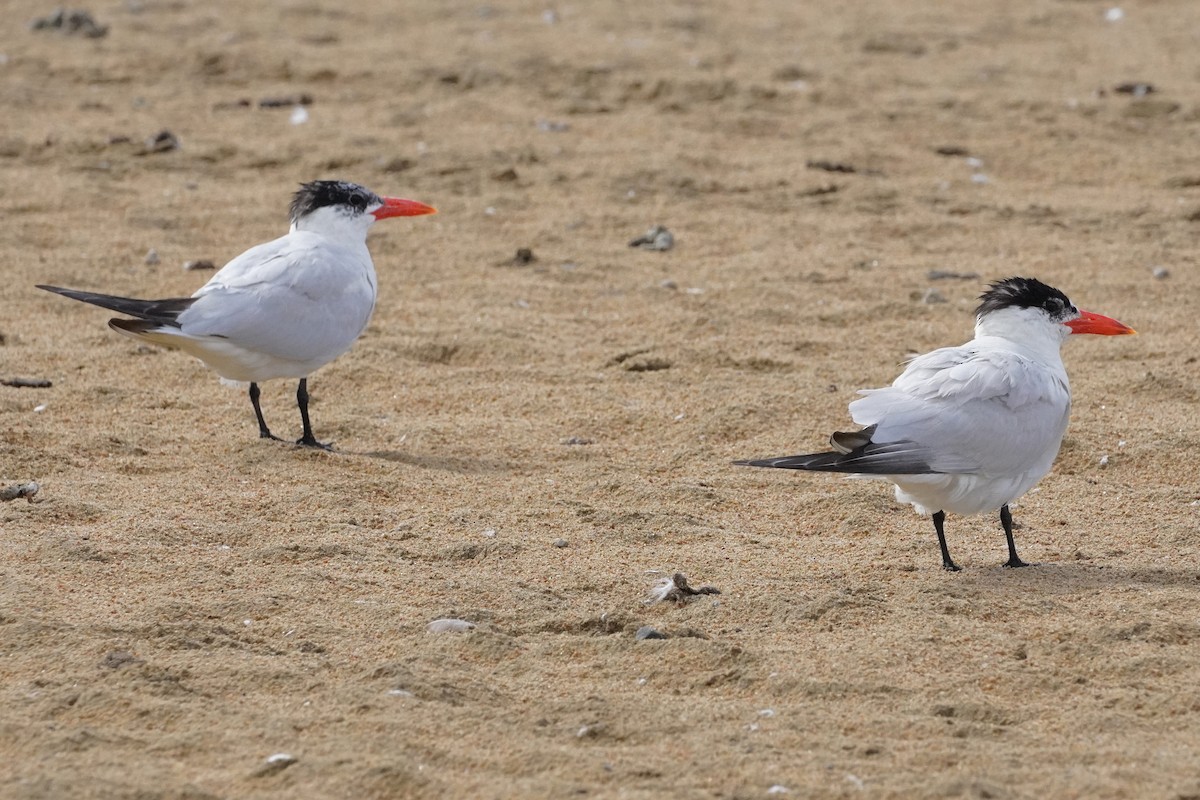 Caspian Tern - ML622783296