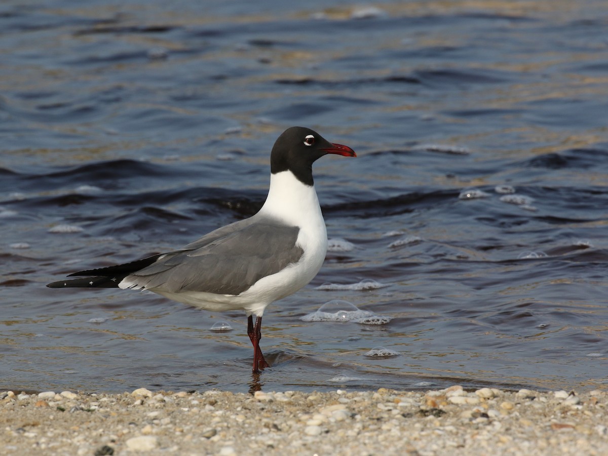 Laughing Gull - ML622783310