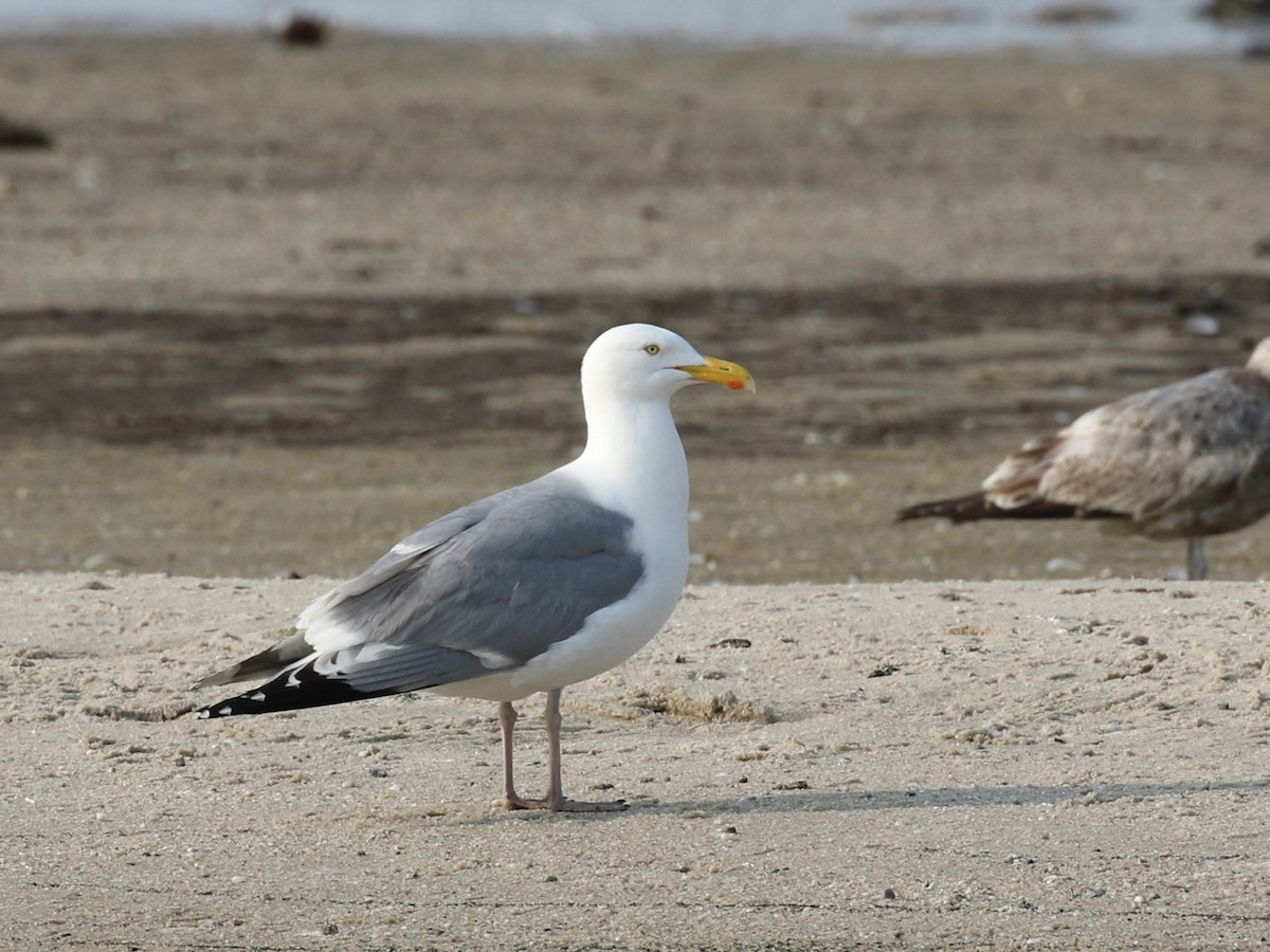 Herring Gull (American) - Michael Collins