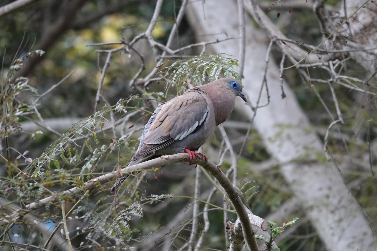 West Peruvian Dove - Toby Holmes