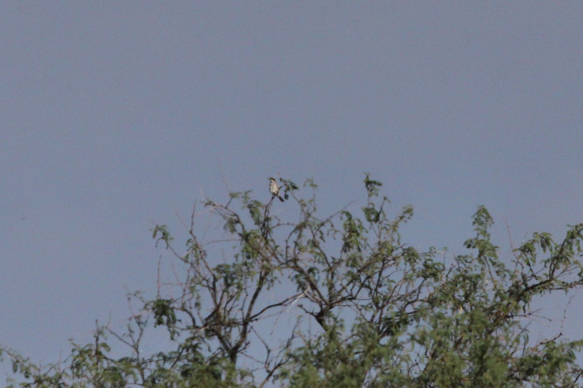 Loggerhead Shrike - Guy David