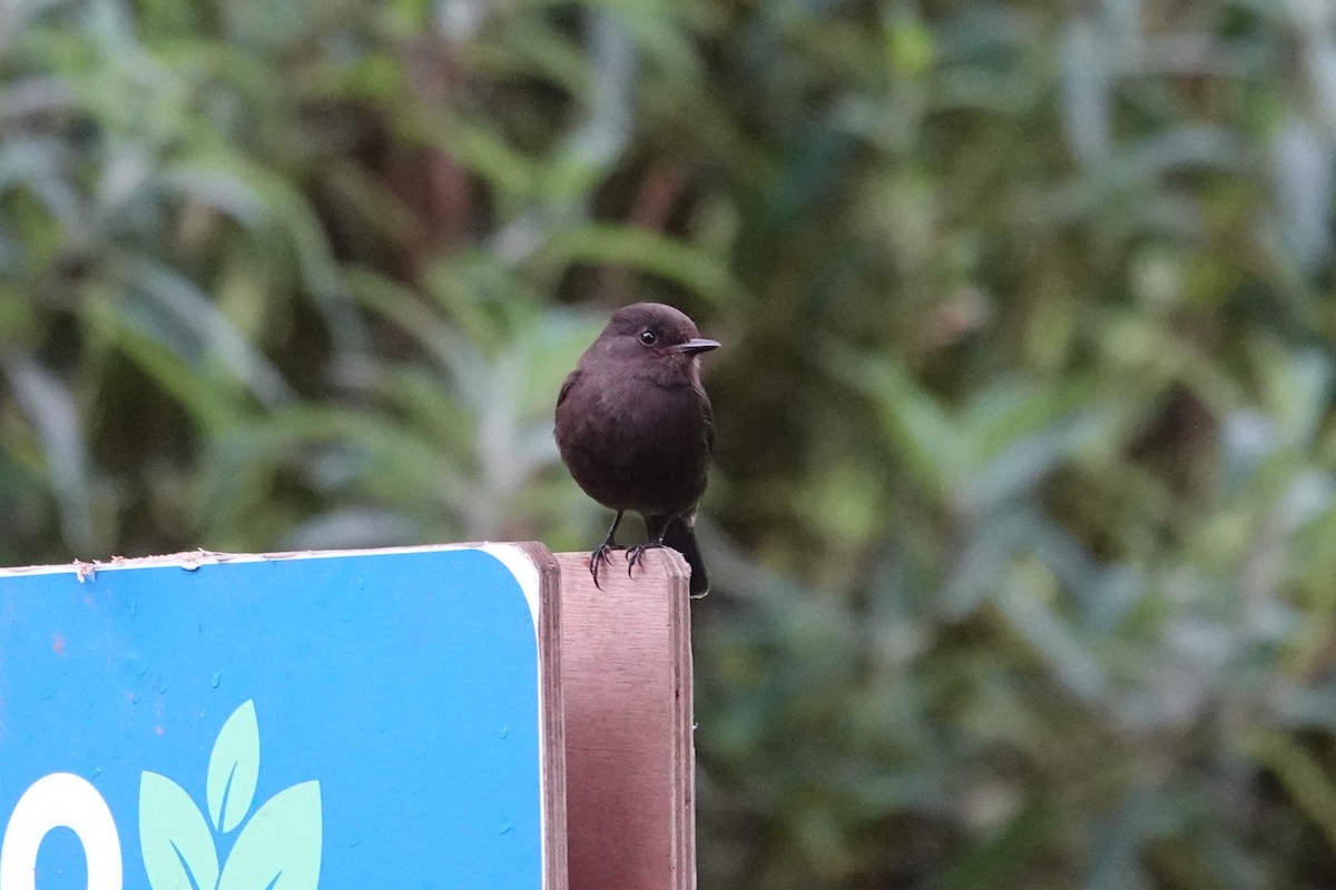 Vermilion Flycatcher (obscurus Group) - ML622783341