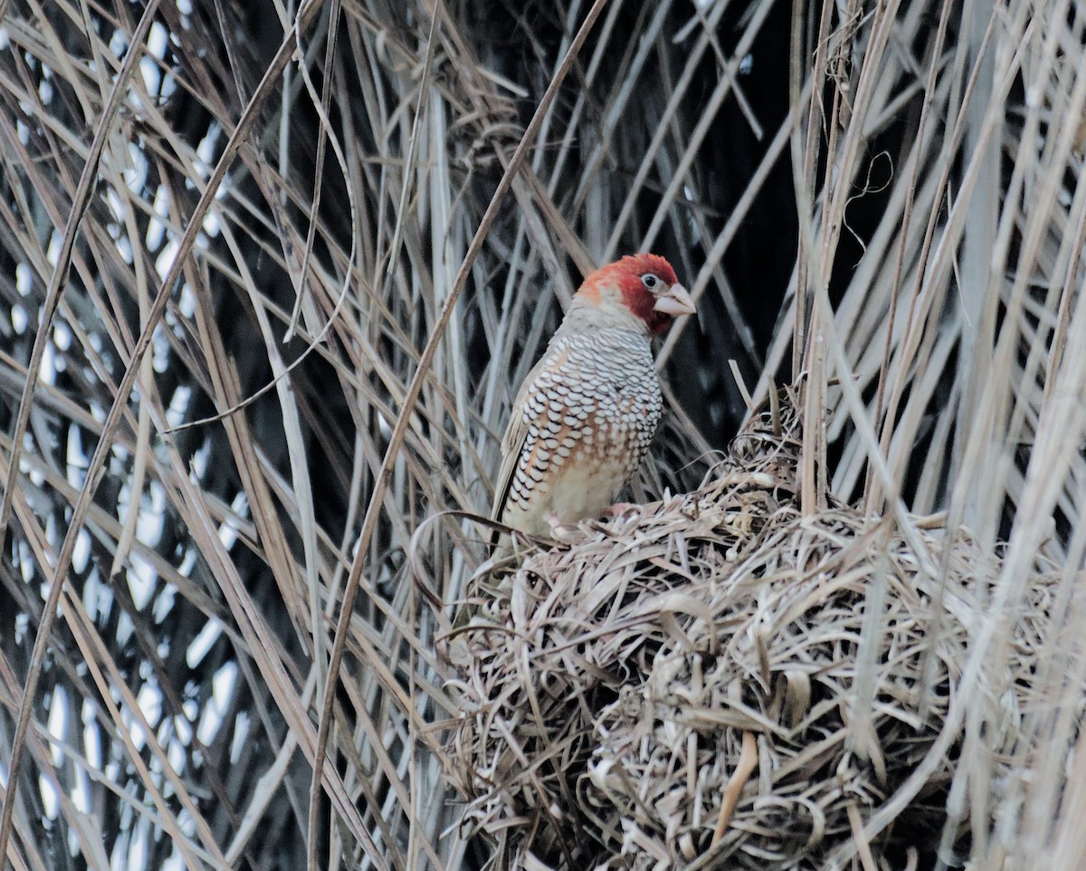 Red-headed Finch - ML622783389