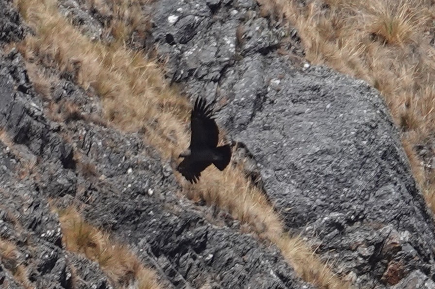 Andean Condor - ML622783422