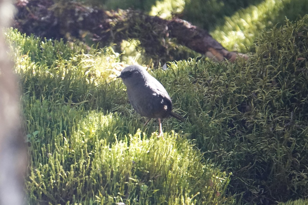 Puna Tapaculo - ML622783431