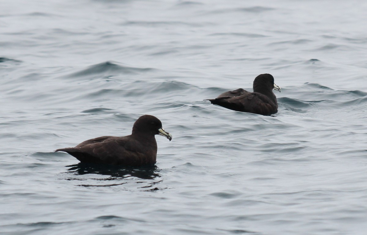 White-chinned Petrel - Pierina A. Bermejo