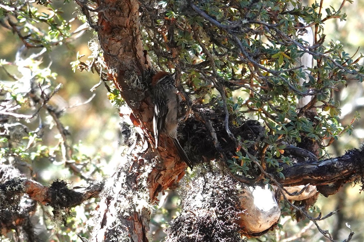 White-browed Tit-Spinetail - ML622783457