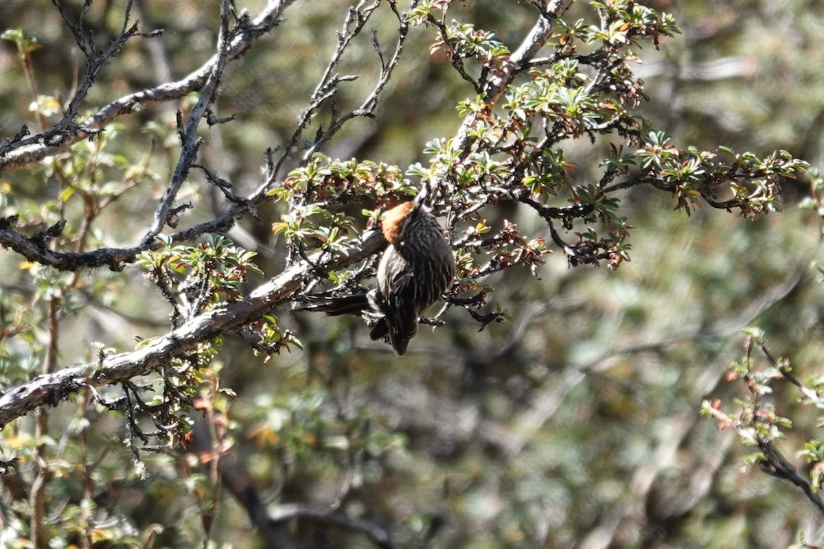 White-browed Tit-Spinetail - ML622783458