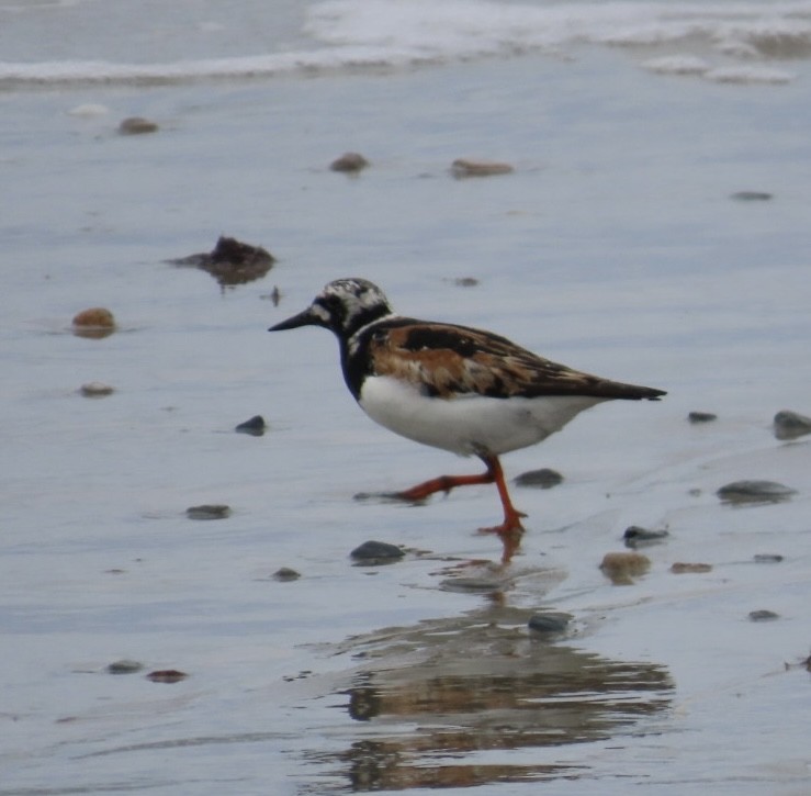 Ruddy Turnstone - Jim Rowoth