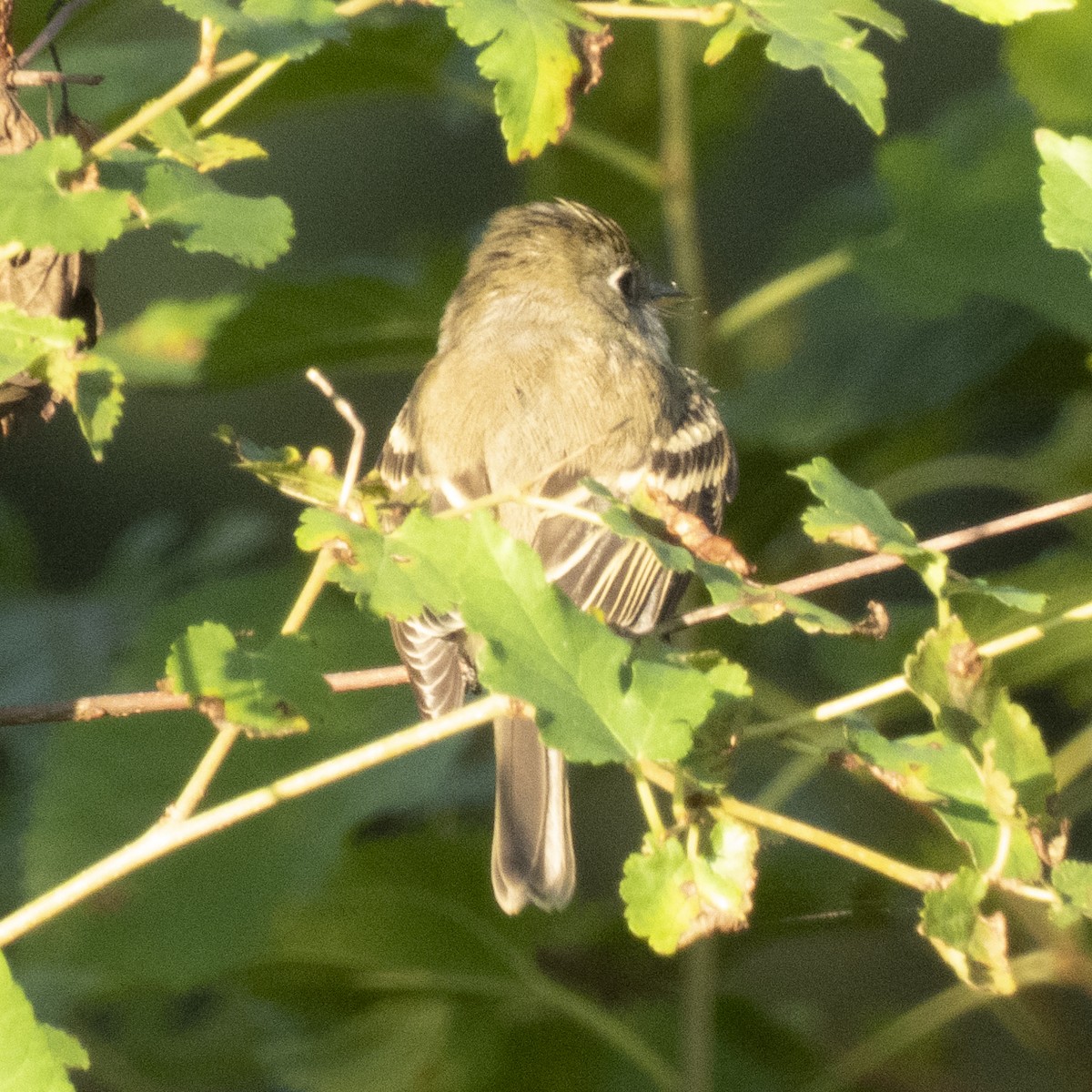 Empidonax sp. - P W