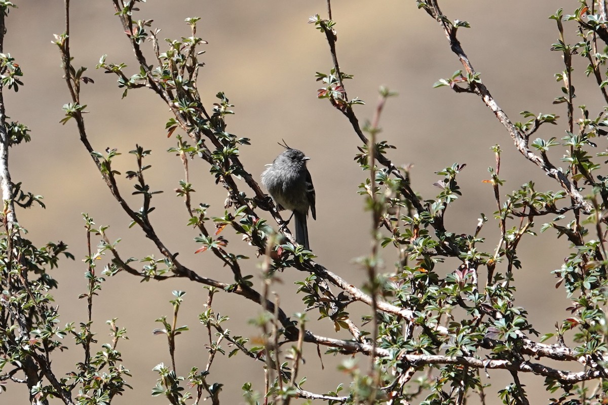 Ash-breasted Tit-Tyrant - ML622783512