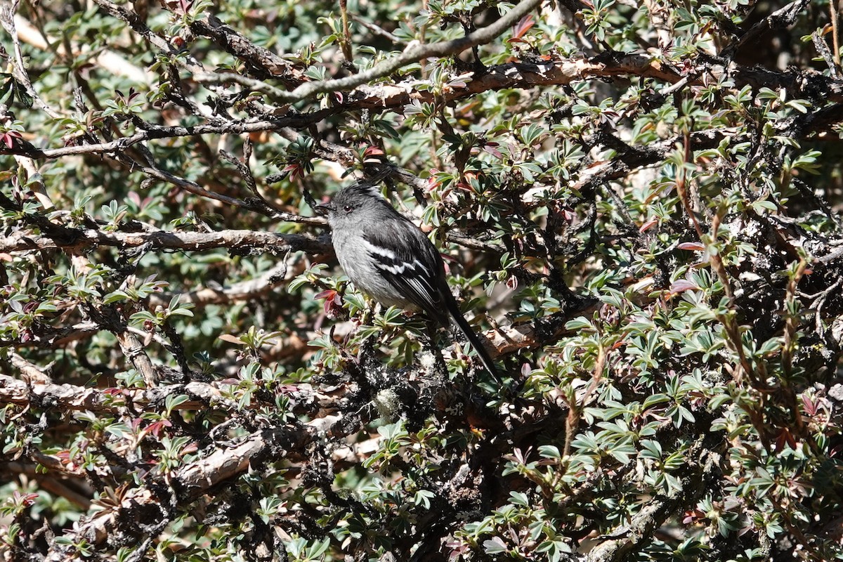 Ash-breasted Tit-Tyrant - ML622783513