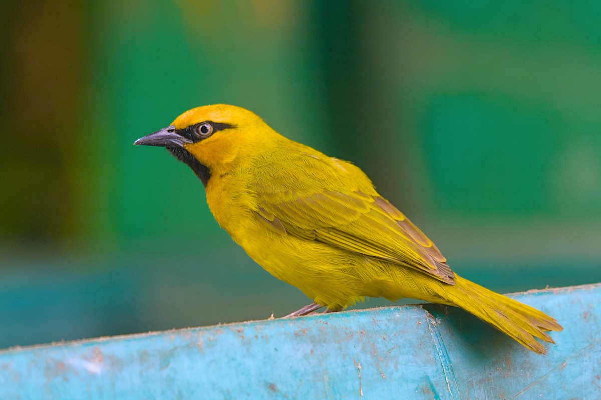 Spectacled Weaver - ML622783517