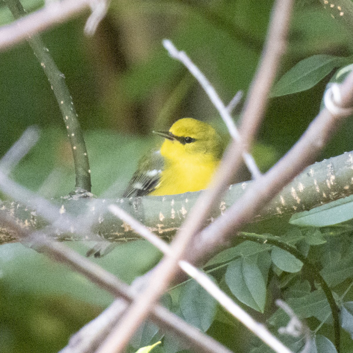 Blue-winged Warbler - P W