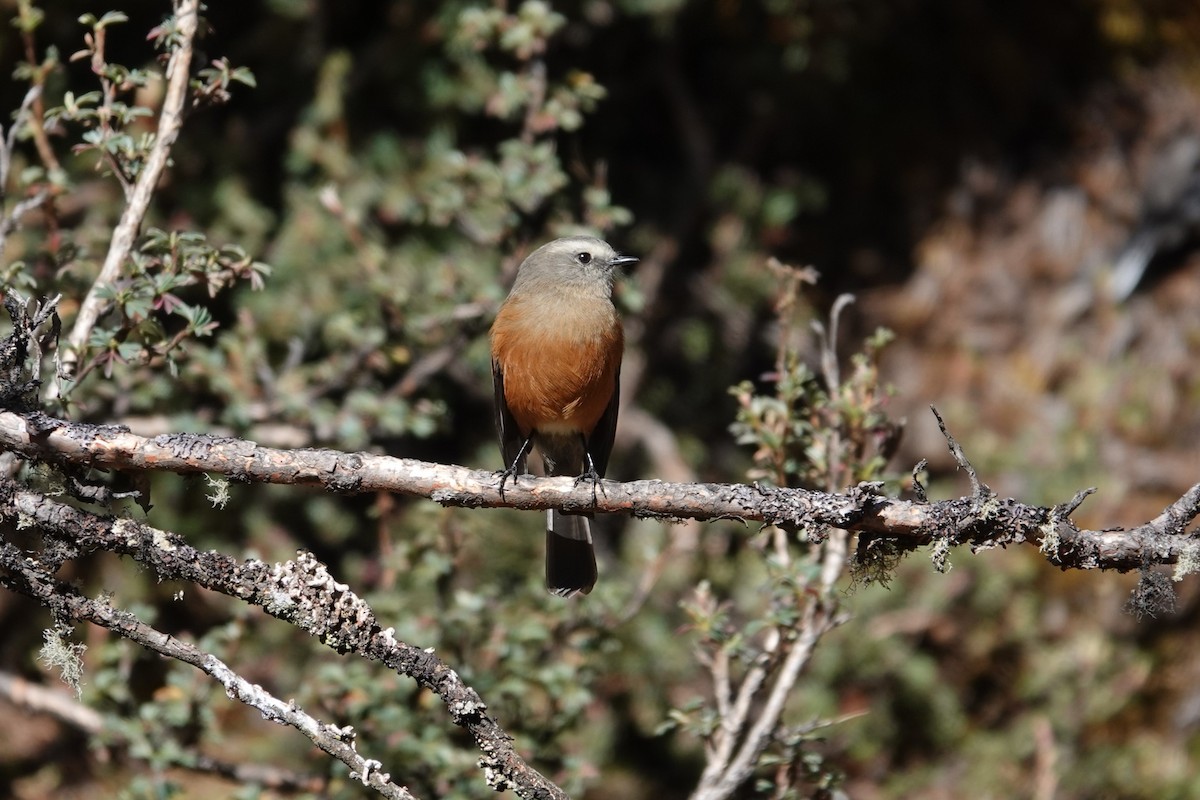 Brown-backed Chat-Tyrant - ML622783541