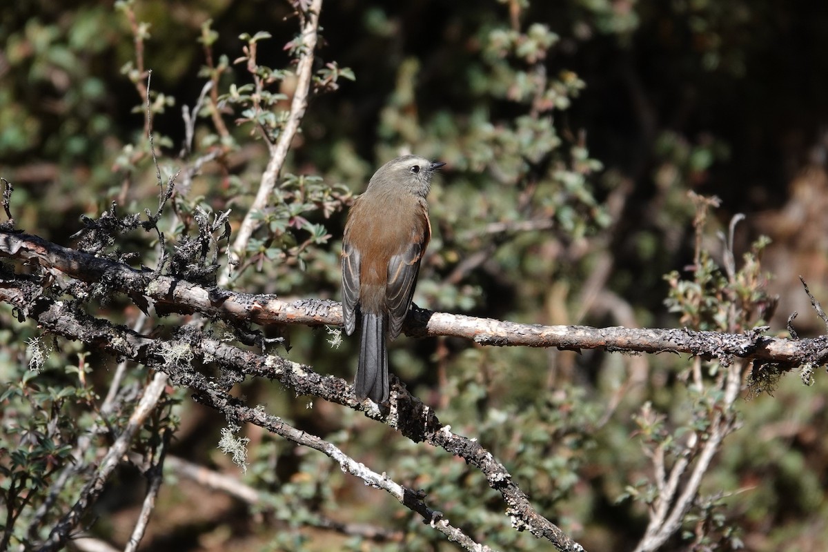 Brown-backed Chat-Tyrant - ML622783542