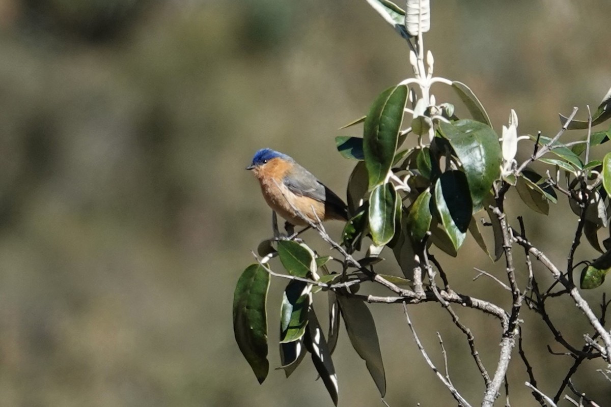 Tit-like Dacnis - ML622783555