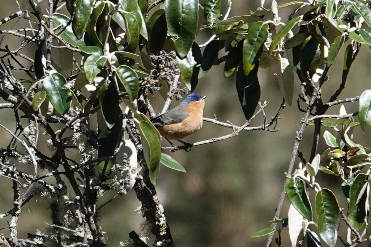 Tit-like Dacnis - ML622783556